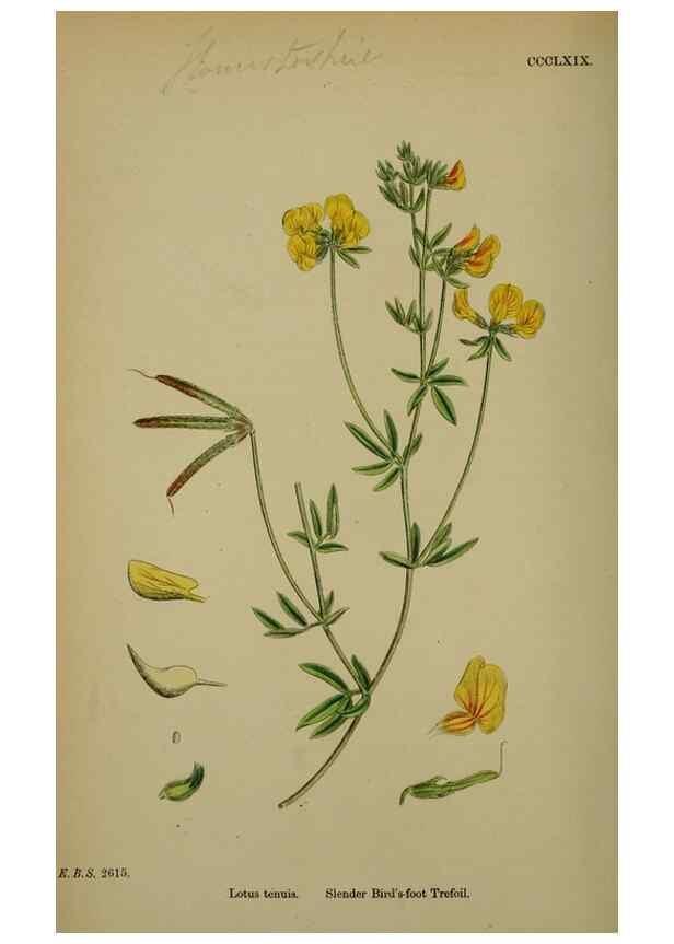 Reproducción/Reproduction 48717256931: English botany, or, Coloured figures of British plants /. London :R. Hardwicke,1863-1886.. 