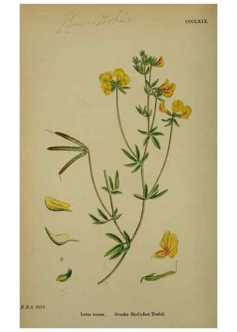 Reproducción/Reproduction 48717256931: English botany, or, Coloured figures of British plants /. London :R. Hardwicke,1863-1886.. 