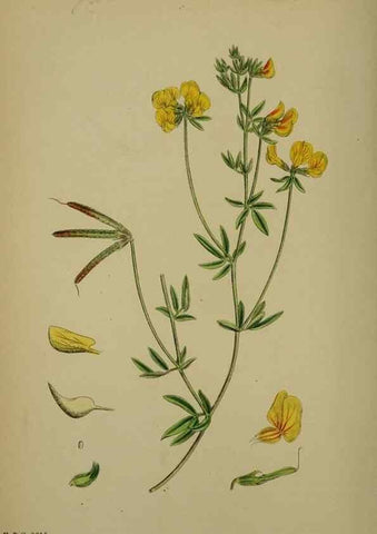 Reproducción/Reproduction 48717256931: English botany, or, Coloured figures of British plants /. London :R. Hardwicke,1863-1886.. 