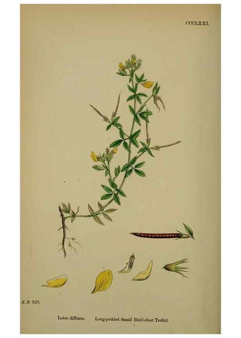 Reproducción/Reproduction 48717257566: English botany, or, Coloured figures of British plants /. London :R. Hardwicke,1863-1886.. 