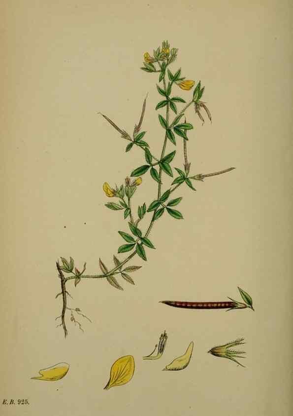 Reproducción/Reproduction 48717257566: English botany, or, Coloured figures of British plants /. London :R. Hardwicke,1863-1886.. 