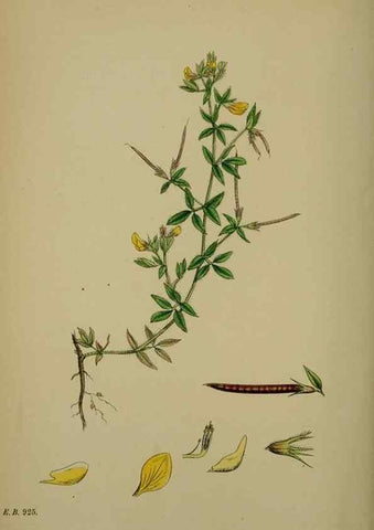 Reproducción/Reproduction 48717257566: English botany, or, Coloured figures of British plants /. London :R. Hardwicke,1863-1886.. 