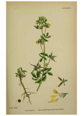 Reproducción/Reproduction 48717257821: English botany, or, Coloured figures of British plants /. London :R. Hardwicke,1863-1886.. 
