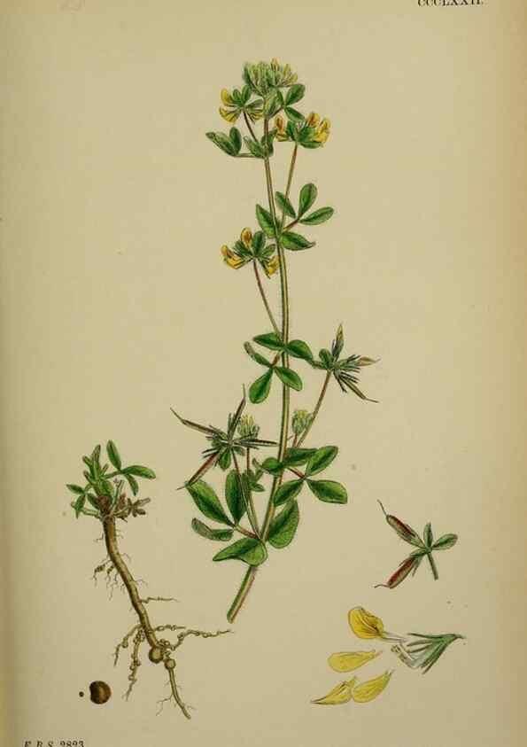Reproducción/Reproduction 48717257821: English botany, or, Coloured figures of British plants /. London :R. Hardwicke,1863-1886.. 