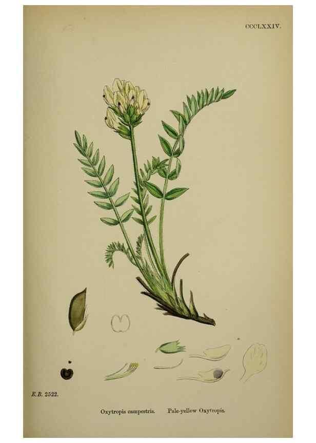 Reproducción/Reproduction 48717428072: English botany, or, Coloured figures of British plants /. London :R. Hardwicke,1863-1886.. 