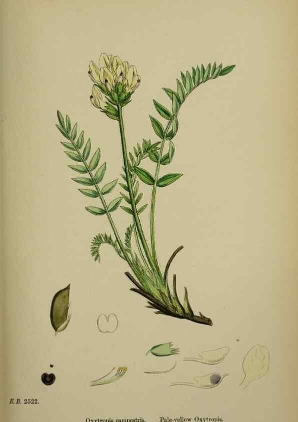 Reproducción/Reproduction 48717428072: English botany, or, Coloured figures of British plants /. London :R. Hardwicke,1863-1886.. 