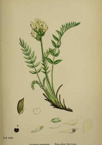 Reproducción/Reproduction 48717428072: English botany, or, Coloured figures of British plants /. London :R. Hardwicke,1863-1886.. 
