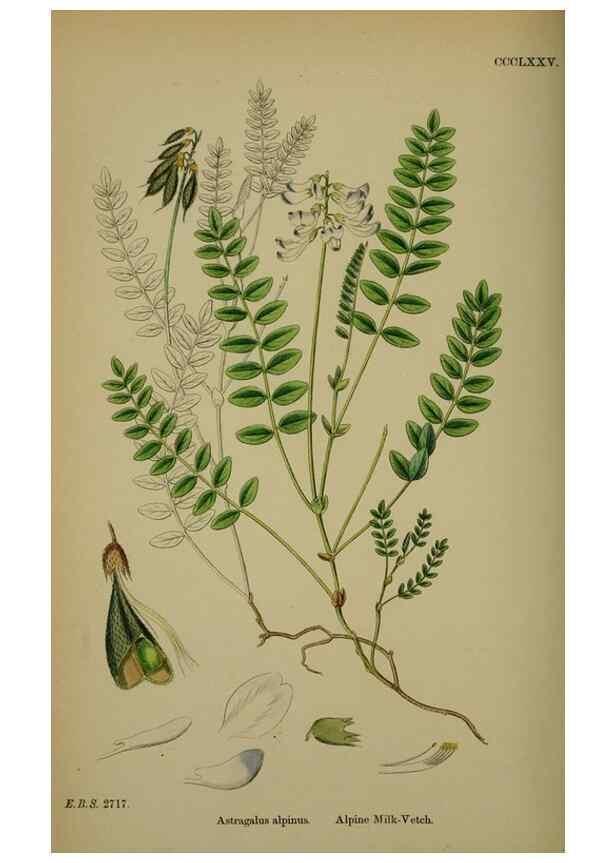 Reproducción/Reproduction 48717258861: English botany, or, Coloured figures of British plants /. London :R. Hardwicke,1863-1886.. 