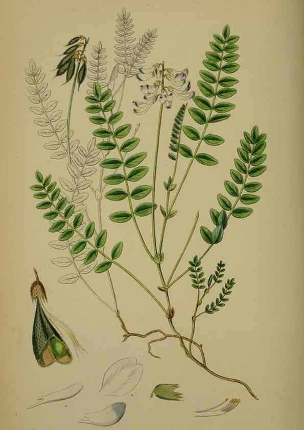 Reproducción/Reproduction 48717258861: English botany, or, Coloured figures of British plants /. London :R. Hardwicke,1863-1886.. 