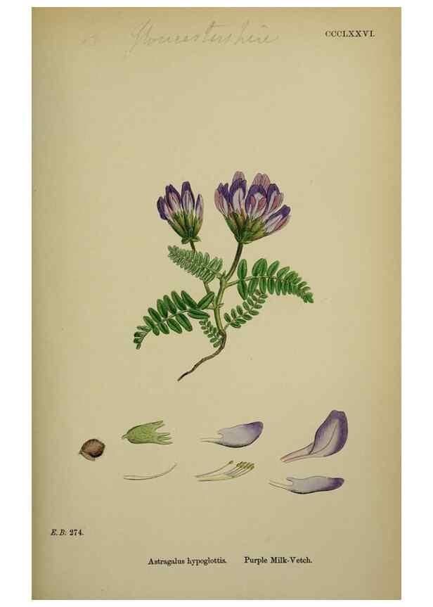 Reproducción/Reproduction 48716921858: English botany, or, Coloured figures of British plants /. London :R. Hardwicke,1863-1886.. 