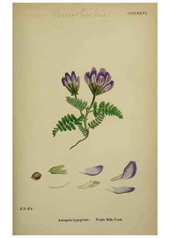 Reproducción/Reproduction 48716921858: English botany, or, Coloured figures of British plants /. London :R. Hardwicke,1863-1886.. 