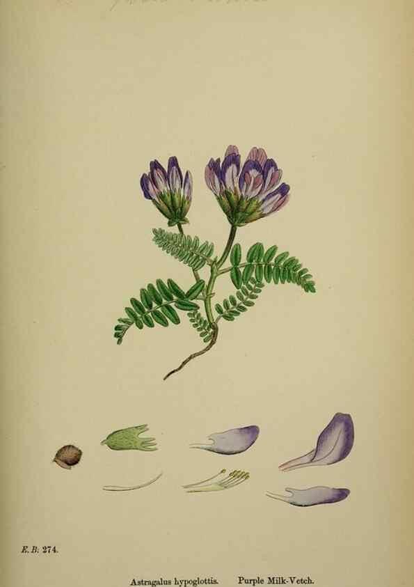 Reproducción/Reproduction 48716921858: English botany, or, Coloured figures of British plants /. London :R. Hardwicke,1863-1886.. 