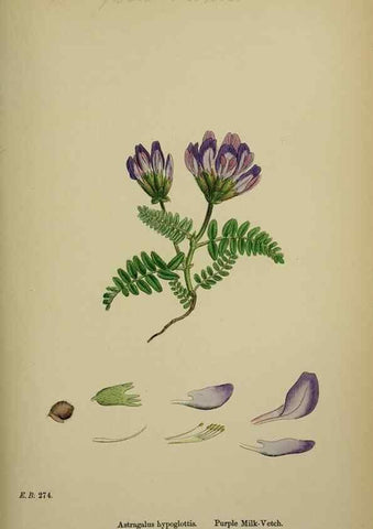 Reproducción/Reproduction 48716921858: English botany, or, Coloured figures of British plants /. London :R. Hardwicke,1863-1886.. 