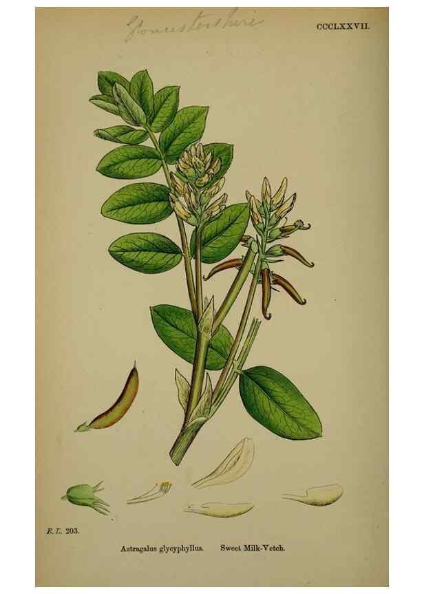 Reproducción/Reproduction 48717429117: English botany, or, Coloured figures of British plants /. London :R. Hardwicke,1863-1886.. 