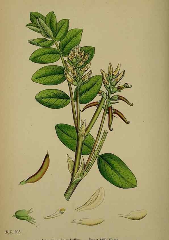 Reproducción/Reproduction 48717429117: English botany, or, Coloured figures of British plants /. London :R. Hardwicke,1863-1886.. 