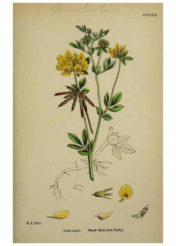 Reproducción/Reproduction 48717426737: English botany, or, Coloured figures of British plants /. London :R. Hardwicke,1863-1886.. 