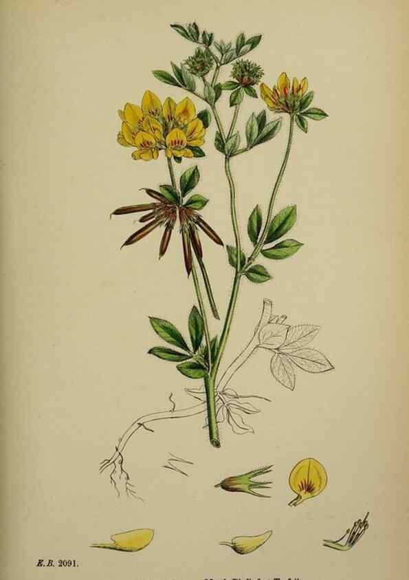 Reproducción/Reproduction 48717426737: English botany, or, Coloured figures of British plants /. London :R. Hardwicke,1863-1886.. 