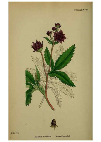 Reproducción/Reproduction 48716941618: English botany, or, Coloured figures of British plants /. London :R. Hardwicke,1863-1886.. 