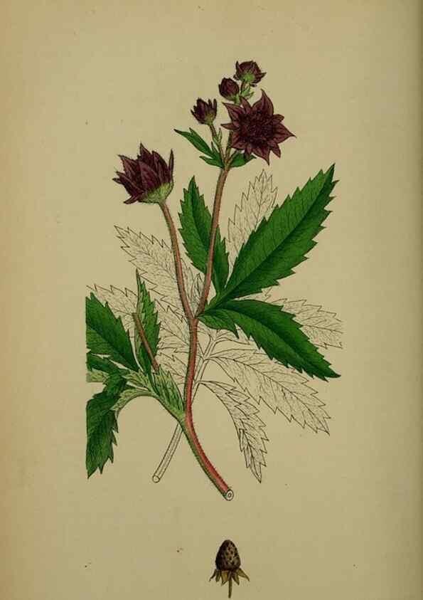 Reproducción/Reproduction 48716941618: English botany, or, Coloured figures of British plants /. London :R. Hardwicke,1863-1886.. 