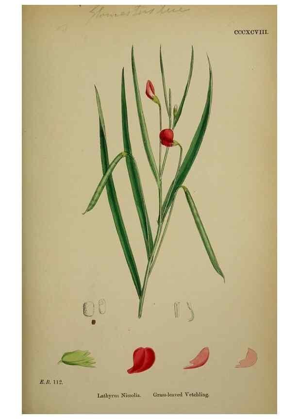 Reproducción/Reproduction 48717266101: English botany, or, Coloured figures of British plants /. London :R. Hardwicke,1863-1886.. 