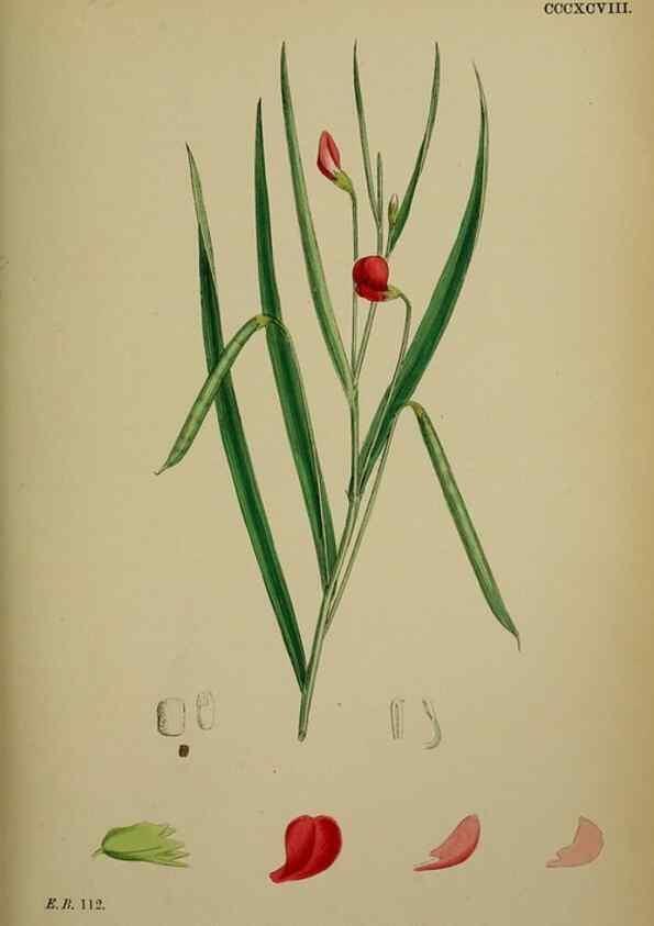 Reproducción/Reproduction 48717266101: English botany, or, Coloured figures of British plants /. London :R. Hardwicke,1863-1886.. 