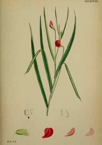 Reproducción/Reproduction 48717266101: English botany, or, Coloured figures of British plants /. London :R. Hardwicke,1863-1886.. 