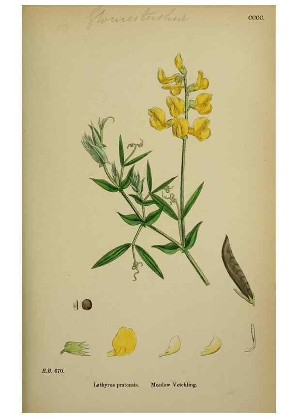 Reproducción/Reproduction 48717436427: English botany, or, Coloured figures of British plants /. London :R. Hardwicke,1863-1886.. 