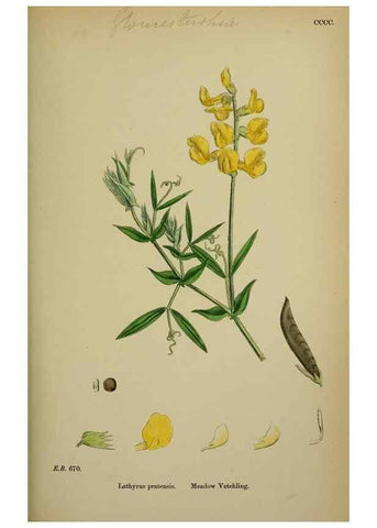 Reproducción/Reproduction 48717436427: English botany, or, Coloured figures of British plants /. London :R. Hardwicke,1863-1886.. 