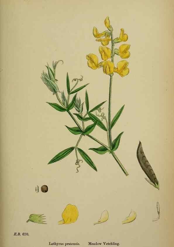 Reproducción/Reproduction 48717436427: English botany, or, Coloured figures of British plants /. London :R. Hardwicke,1863-1886.. 