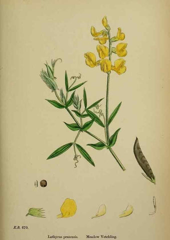 Reproducción/Reproduction 48717436427: English botany, or, Coloured figures of British plants /. London :R. Hardwicke,1863-1886.. 
