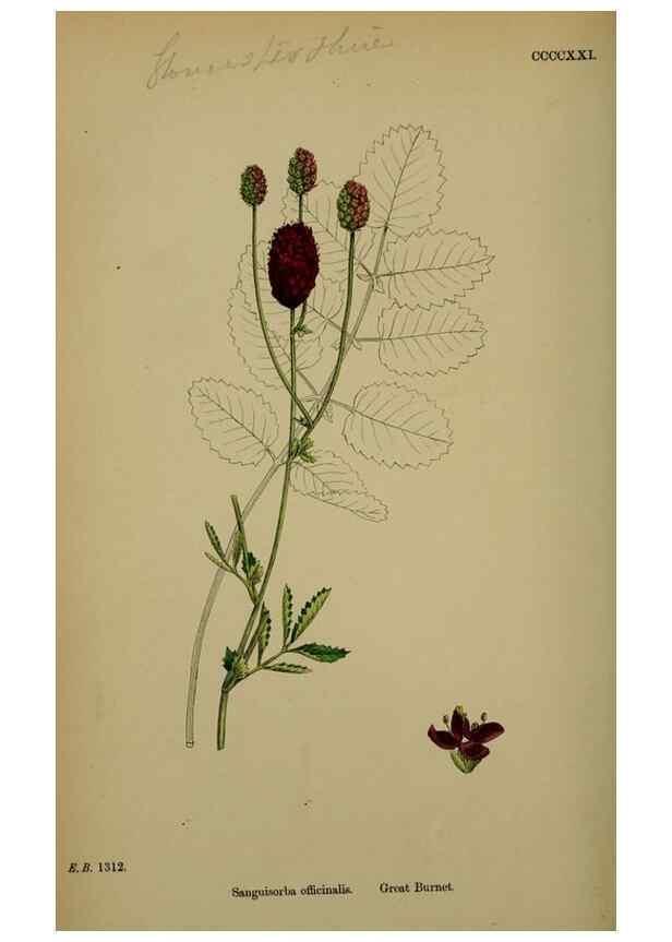 Reproducción/Reproduction 48717273621: English botany, or, Coloured figures of British plants /. London :R. Hardwicke,1863-1886.. 