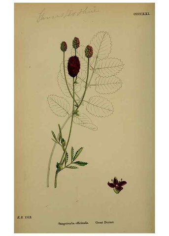 Reproducción/Reproduction 48717273621: English botany, or, Coloured figures of British plants /. London :R. Hardwicke,1863-1886.. 