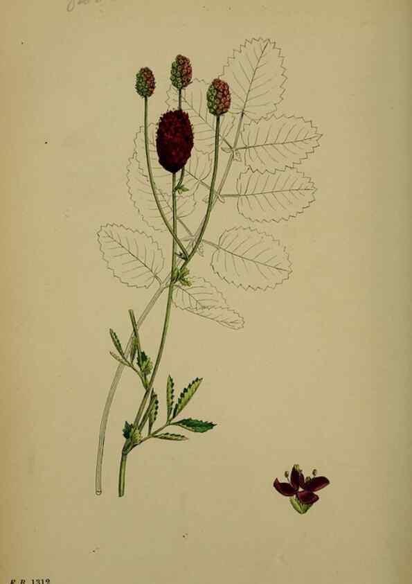 Reproducción/Reproduction 48717273621: English botany, or, Coloured figures of British plants /. London :R. Hardwicke,1863-1886.. 