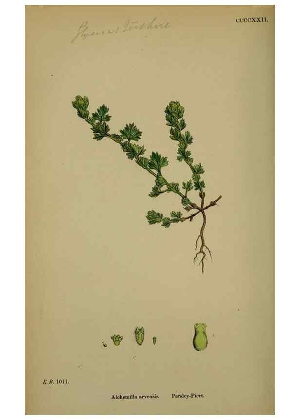 Reproducción/Reproduction 48717274006: English botany, or, Coloured figures of British plants /. London :R. Hardwicke,1863-1886.. 