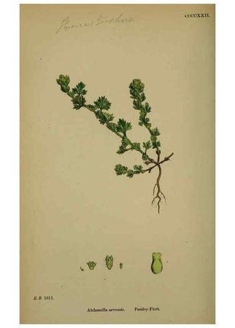 Reproducción/Reproduction 48717274006: English botany, or, Coloured figures of British plants /. London :R. Hardwicke,1863-1886.. 