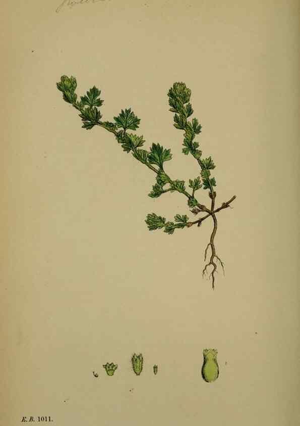 Reproducción/Reproduction 48717274006: English botany, or, Coloured figures of British plants /. London :R. Hardwicke,1863-1886.. 