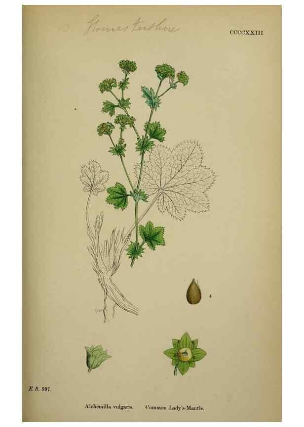 Reproducción/Reproduction 48717444202: English botany, or, Coloured figures of British plants /. London :R. Hardwicke,1863-1886.. 