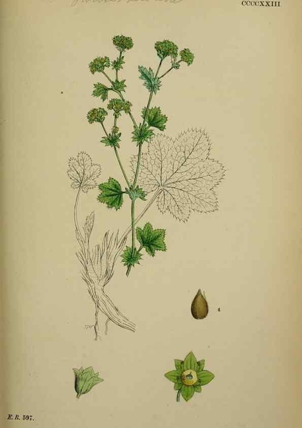 Reproducción/Reproduction 48717444202: English botany, or, Coloured figures of British plants /. London :R. Hardwicke,1863-1886.. 