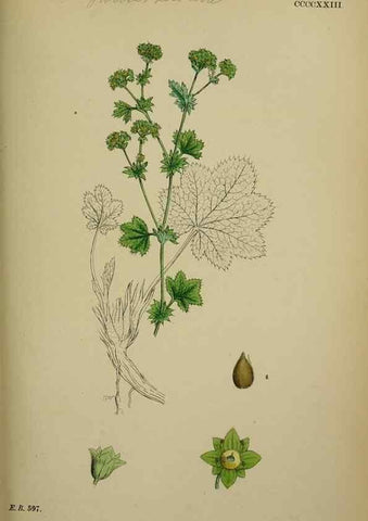 Reproducción/Reproduction 48717444202: English botany, or, Coloured figures of British plants /. London :R. Hardwicke,1863-1886.. 