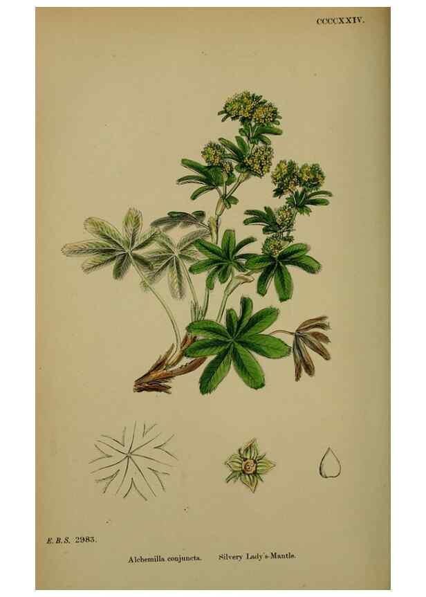 Reproducción/Reproduction 48717444592: English botany, or, Coloured figures of British plants /. London :R. Hardwicke,1863-1886.. 
