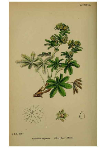 Reproducción/Reproduction 48717444592: English botany, or, Coloured figures of British plants /. London :R. Hardwicke,1863-1886.. 