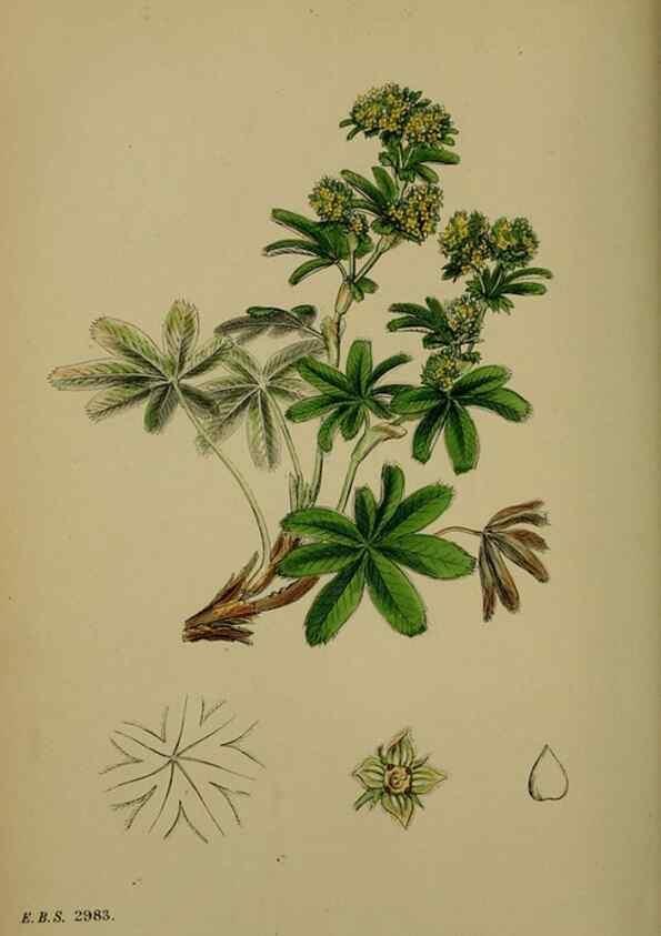 Reproducción/Reproduction 48717444592: English botany, or, Coloured figures of British plants /. London :R. Hardwicke,1863-1886.. 