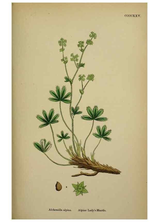Reproducción/Reproduction 48716937838: English botany, or, Coloured figures of British plants /. London :R. Hardwicke,1863-1886.. 