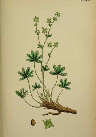 Reproducción/Reproduction 48716937838: English botany, or, Coloured figures of British plants /. London :R. Hardwicke,1863-1886.. 