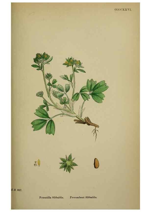 Reproducción/Reproduction 48716938163: English botany, or, Coloured figures of British plants /. London :R. Hardwicke,1863-1886.. 