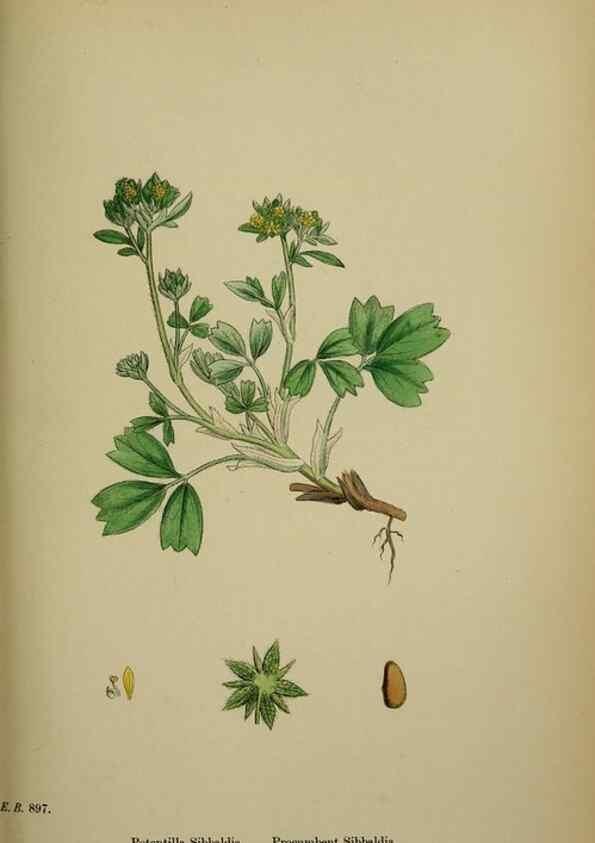 Reproducción/Reproduction 48716938163: English botany, or, Coloured figures of British plants /. London :R. Hardwicke,1863-1886.. 