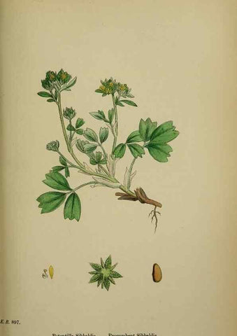 Reproducción/Reproduction 48716938163: English botany, or, Coloured figures of British plants /. London :R. Hardwicke,1863-1886.. 