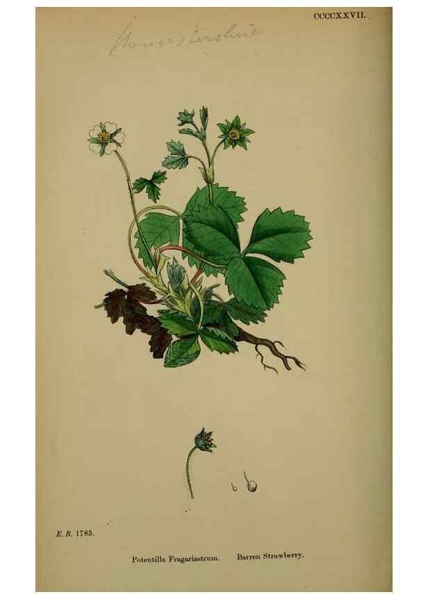 Reproducción/Reproduction 48716938543: English botany, or, Coloured figures of British plants /. London :R. Hardwicke,1863-1886.. 