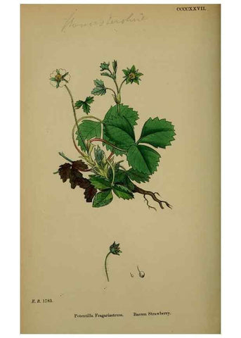 Reproducción/Reproduction 48716938543: English botany, or, Coloured figures of British plants /. London :R. Hardwicke,1863-1886.. 