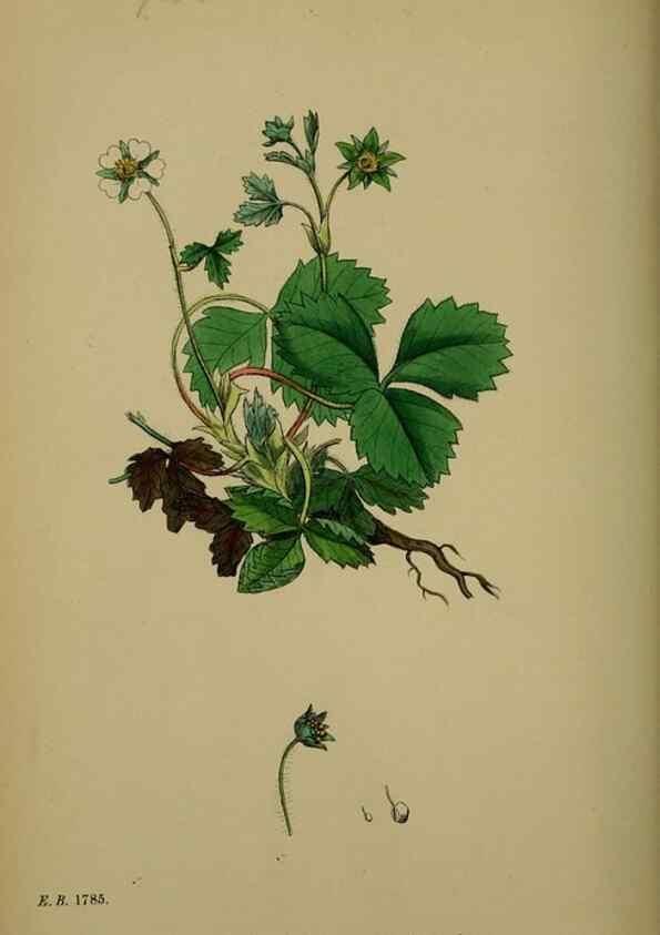 Reproducción/Reproduction 48716938543: English botany, or, Coloured figures of British plants /. London :R. Hardwicke,1863-1886.. 